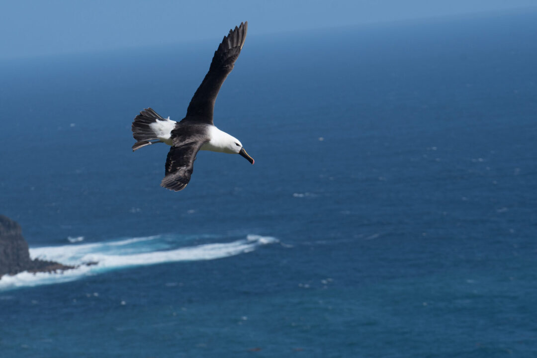 Albatross